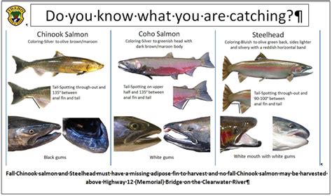 Salmon Id Chart Helps Clearwater Anglers Identify Catch The Spokesman