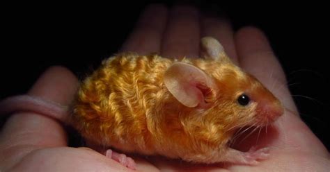 This is an easy mousse tutorial. This golden wavy mouse : interestingasfuck