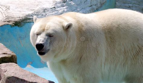 Side View Of Polar Bear Stock Photo Image Of Fierce Polar 1728672