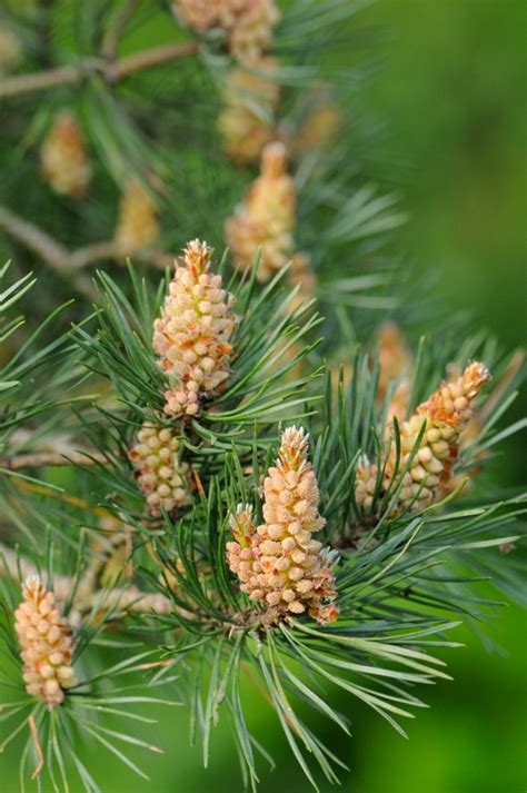 Species Of The Month Scots Pine Scotlands Nature