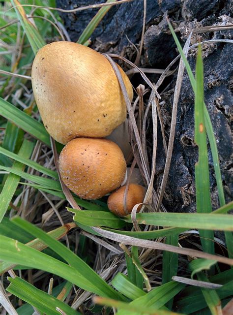 The Official Florida Mushroom Season Thread 2014 Mushroom Hunting