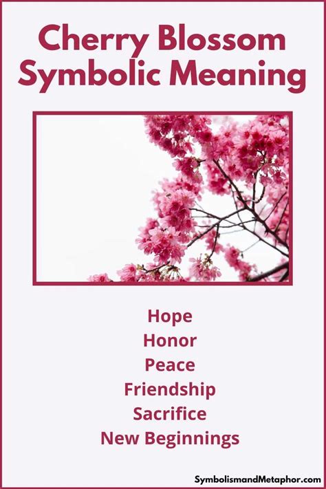 Cherry Blossom Meaning And Symbolism Hope And Peace