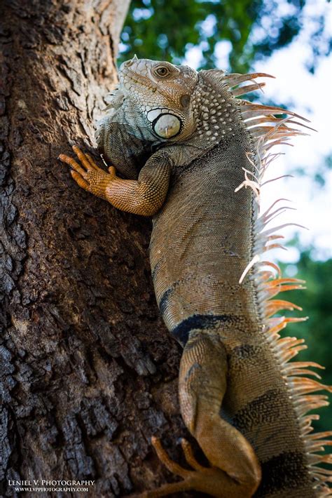 Iguana Iguana Is A Genus Of Herbivorous Lizards Native To  Flickr