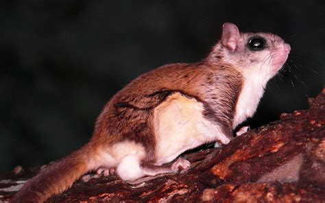 Flying Squirrel Learn About Nature