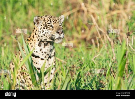 Jaguar Panthera Onca Close Up Of Single Adult In Waterside Vegetation