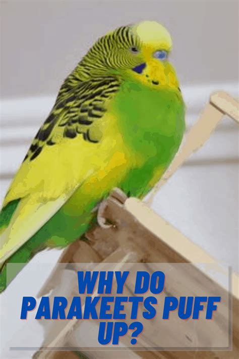 Why Do Parakeets Puff Up 4 Reasons Listed 2023