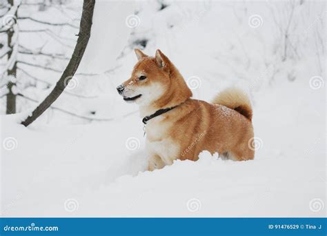Shiba Inu Dog Playing In The Snow Stock Image Image Of Cuddle Happy