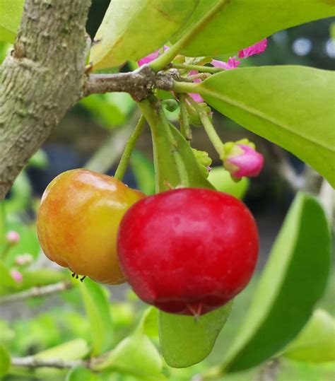 Barbados Cherry Tropical Pink Flowering Sour Fruit Bearing Live Tree