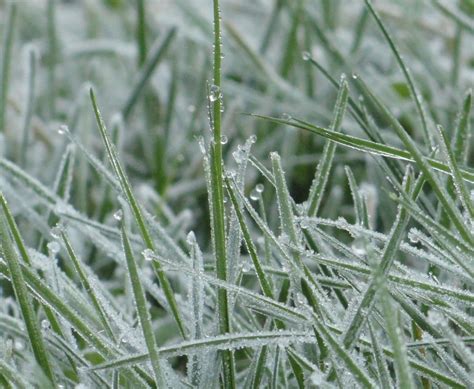 Lilys Picture Shop Free Frost On Green Grass Photos