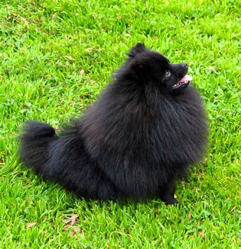 Black Pomeranians Dee Dees Pomeranians