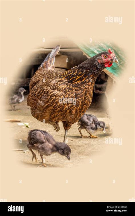 Mother Hen And Chicks High Resolution Stock Photography And Images Alamy