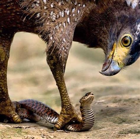 An Eagle Does Not Fight A Snake On The Ground It Picks It Up And