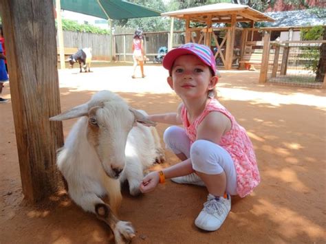 Booking a houston petting zoo through gigsalad offers you extra protection you can't get anywhere else. Little petting zoo for the kids. - Picture of Houston Zoo ...