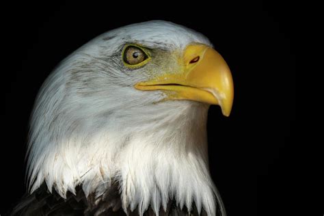 Portrait Of A Bald Eagle With An Open Beak Isolated On Black Background