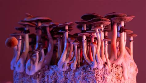 Magic mushrooms grow in US man's veins after he injects ...