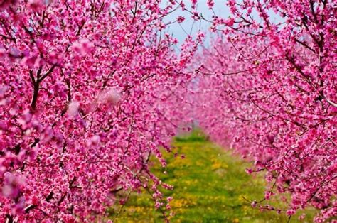 The Spectacular Peach Blossoms Of Imathia Greece