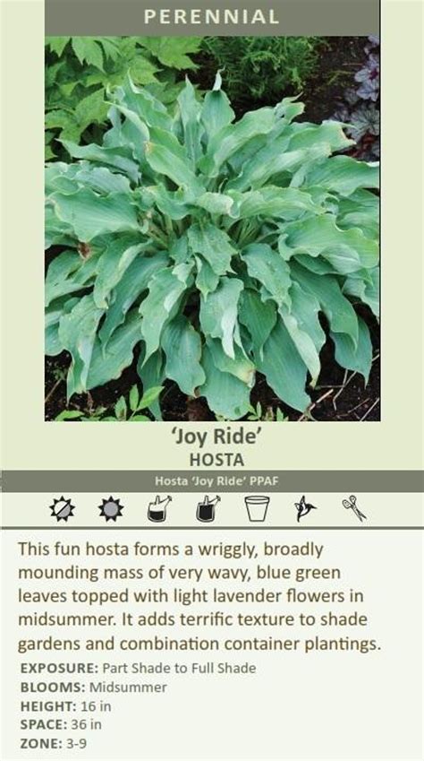 Hosta Joy Ride Perennial Plant Sale Bloomin Designs Nursery