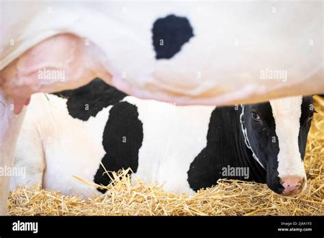 Young Holstein Breed Cow Cattle Laying On A Bed Of Straw Stock Photo