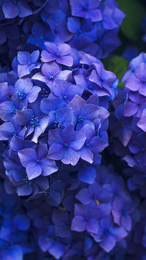 Nr08 Flower Spring Blue Purple Nature Wallpaper