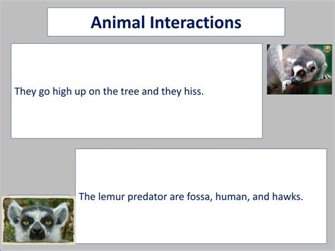 Ppt Ring Tail Lemur Powerpoint Presentation Free Download Id8956655