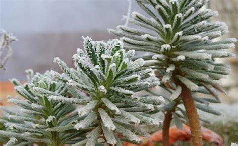 Winter Friendly Plants For Your Outdoor Arrangement Water Gallery Llc
