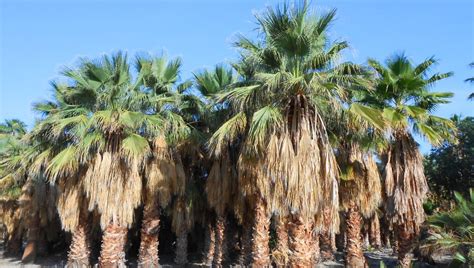 The Hearty Washingtonia Filifera California Fan Palm West Coast Trees
