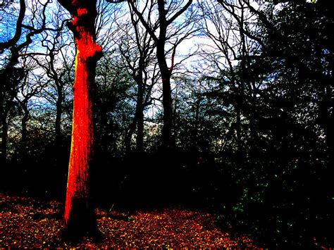 Forest Trees In Highgate Wood 13e Photograph By Edgeworth Johnstone