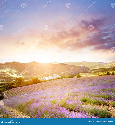 Sunset Over A Violet Stock Photo Image Of Lines Freshness 73183638