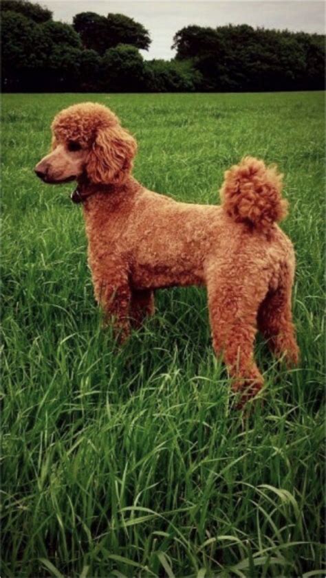 Poodles also drink from the hose and frolic in the rain. Health Tested Red Standard Poodle Stud | Malton, North ...