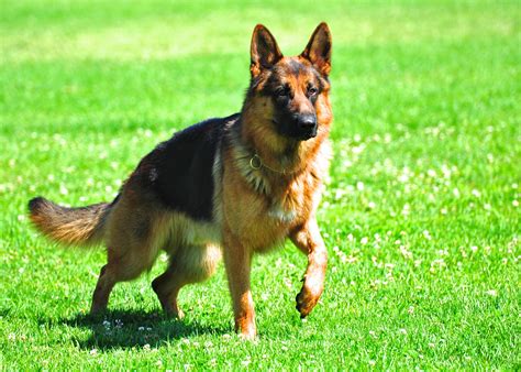German Shepherd Watch Dogs The Truth About Hip Dysplasia German