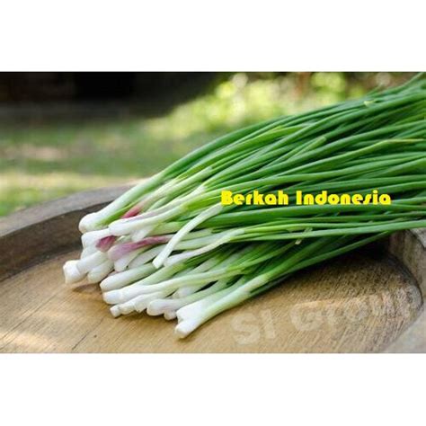 Daunnya segar, renyah, berukuran menengah, lurus dan tinggi dengan tubulus hijau daun bawang harus dibilas di bawah air mengalir untuk menghilangkan kotoran dan debu serta pestisida. Daun Bawang Merah / Bawang Godong 1/4 (Siap Grosir ...