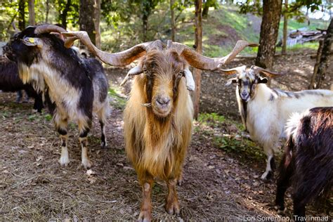 Dont Get Bit — The Hexi Cashmere Goat Breed From Desert And