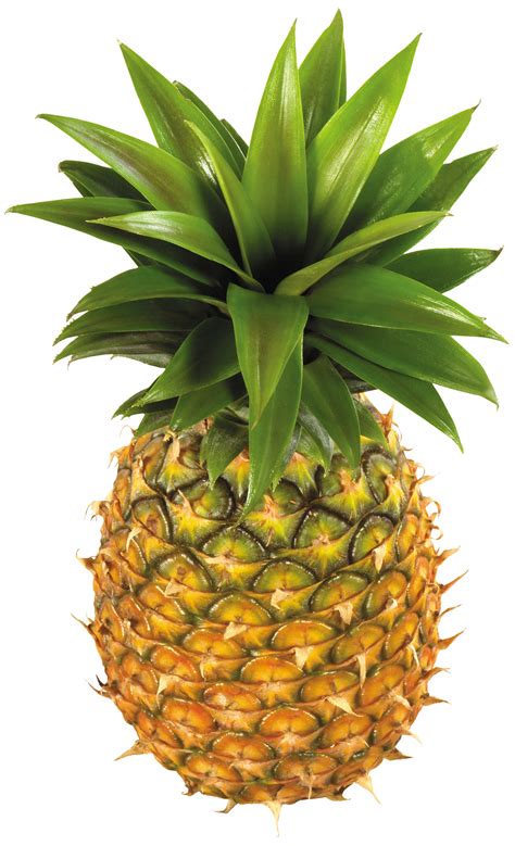 La búsqueda de imágenes más integral de internet. Pineapple Fruit PNG Clipart - Best WEB Clipart