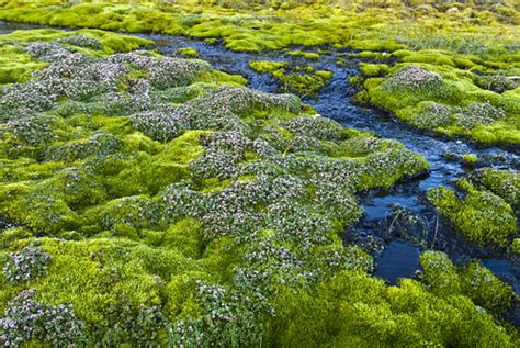 Cape Flora Franz Josef Landrussian Arctic National Park Flickr
