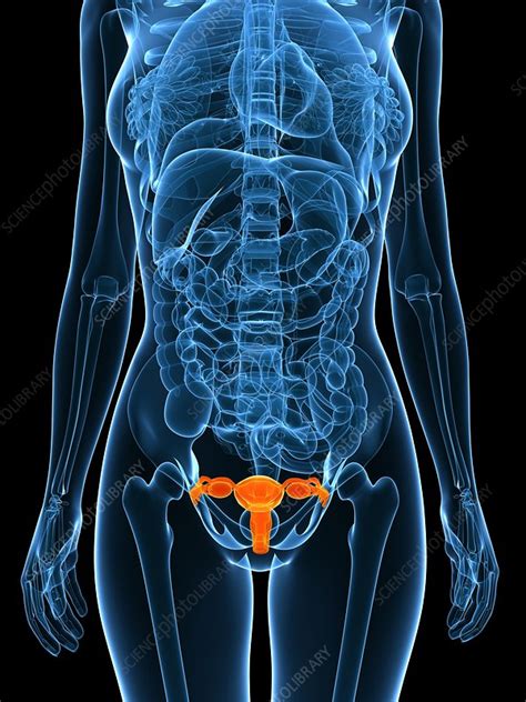 Female Reproductive Organs Artwork Stock Image F004 1790 Science