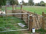 Sheep Yard Design Small Flock Pictures