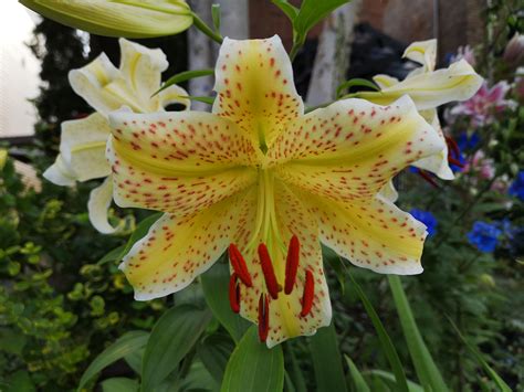 Ttm This Yellow Tiger Lily Is Perhaps The Prettiest One Ever Flowers