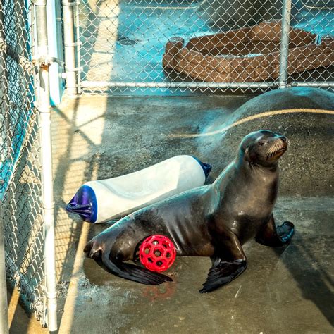 A Sea Lions Epilepsy Was Cured By A Brain Cell Transplant From A Pig