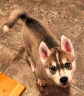 Cat eye trucks for sale near me. Northwoods Huskies - Puppies For Sale
