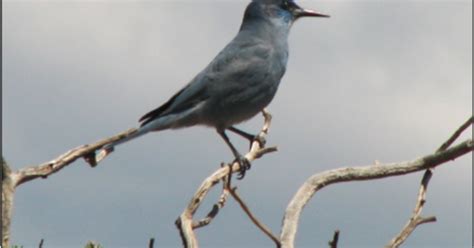 Greater Arkansas River Nature Association Mutualism And The Piñon Jay