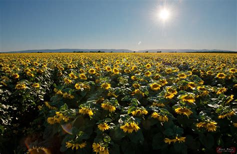 Photography And More Sunflower Field Dixon Ca Sunflower Fields