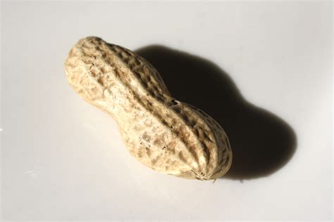 Peanut in the Shell Picture | Free Photograph | Photos Public Domain