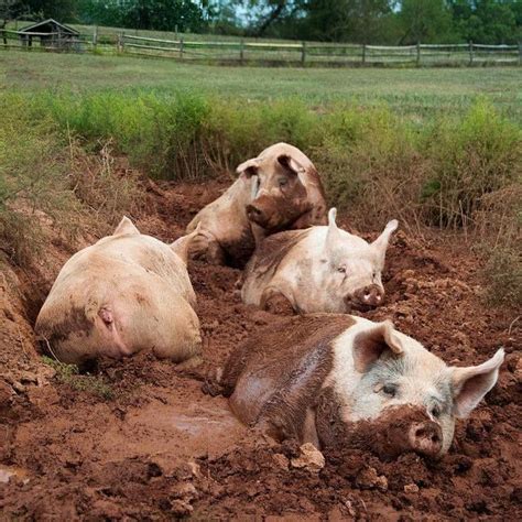 Pin By Grace Lefler On Farm Life Animals Cute Pigs Animals Friends