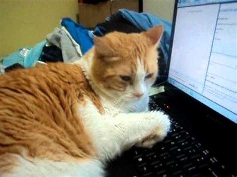 Tight kinetic ride long, defy weather. cat on computer mad as hell - YouTube