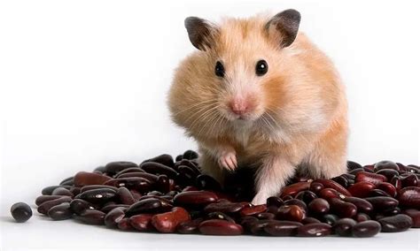 What Can Hamsters Eat Hamster Diet Guide Pet Diet Guide