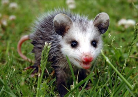 Virginia Opossum Didelphis Virginiana The Lodge On Little St Simons Island Blog