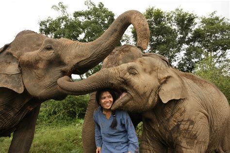 Sanctuary Plan For Myanmar Elephants In Captivity To Save Them From
