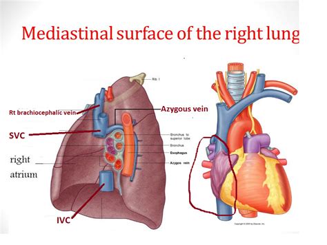 Easyhumanatomy Mediastinal Part Of Right And Left Lung