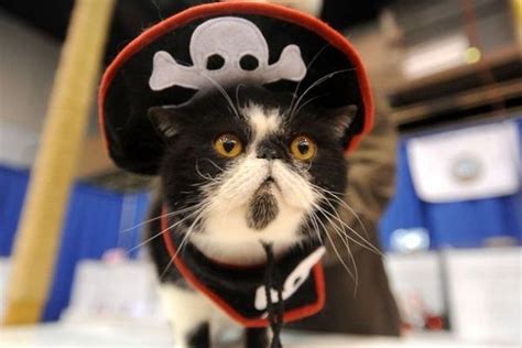 20 Cats Acting Like Pirates Pirate Cat Cats Cute Cats