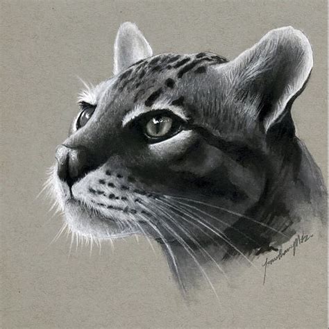 Realistic Pencil Animal Drawings Animal Drawings Realistic Animal